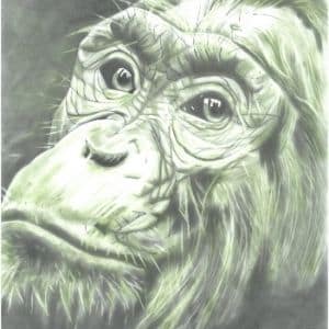 A thumbnail preview of Chimp, an example of Visual Art work from the My Path exhibition.