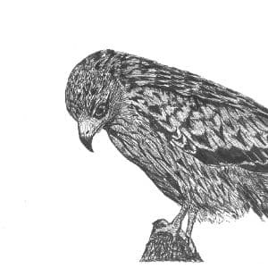 A thumbnail preview of Red Kite, an example of Visual Art work from the My Path exhibition.
