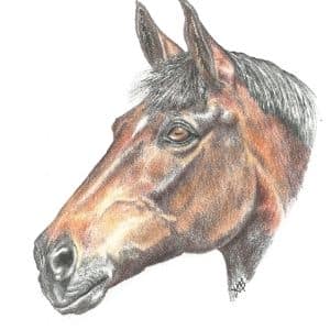 A thumbnail preview of Horse, an example of Visual Art work from the My Path exhibition.