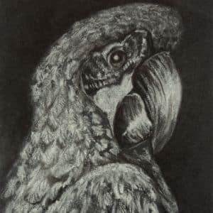 A thumbnail preview of Parrot, an example of Visual Art work from the Visual Art exhibition.