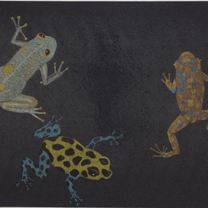 A thumbnail preview of A Study of Frogs, an example of Visual Art work from the Our World exhibition.