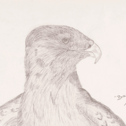 A thumbnail preview of Britain’s Forgotten Pride: The Golden Eagle, an example of Visual Art work from the 100 Years On: An Art Trail by Women in Prison exhibition.