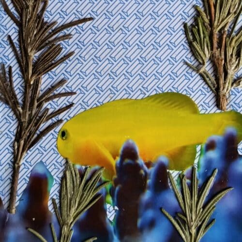 A thumbnail preview of Fish with Rosemary Seaweed, an example of Visual Art work from the Postcards from Prison exhibition.
